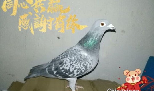 河北辛集卖鸽子的在哪，河北辛集哪里有卖中药的