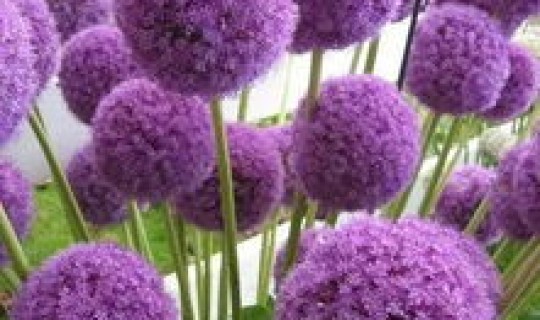 地被和花卉的区别 常见的地被花卉有哪些