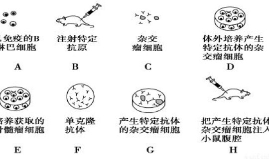 核酸阴性抗原阳性是什么原因导致的？HIV90天抗体阴 核酸阳性