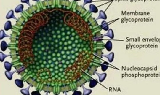 河南病毒肺炎最新消息？病毒肺炎症状是什么