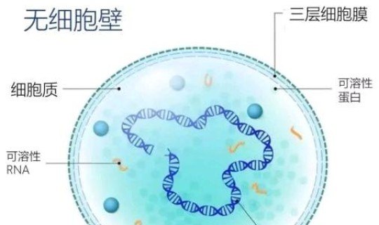 北京海淀区阳性，北京支原体肺炎