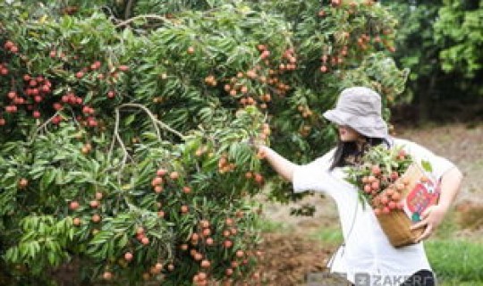 广州从化荔枝采摘园在哪里 广州从化哪里有采摘园