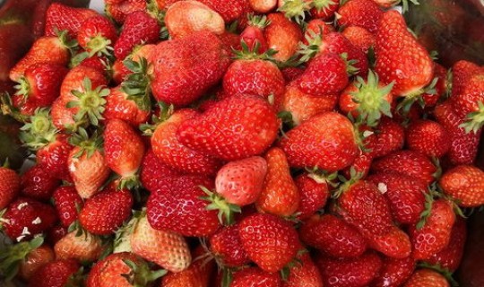 广州水果园采摘地址查询？广州哪里可以采摘草莓