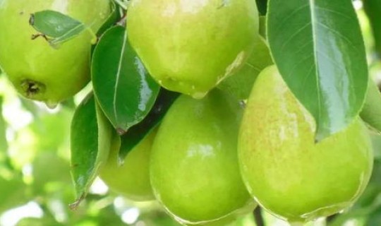 新疆七月份去哪里玩 新疆78月份有什么水果