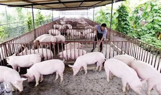 陕西最新疫情播报消息今天，猪疫情最新消息