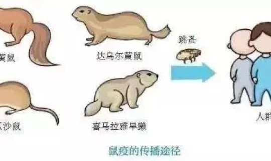 宁夏发现鼠疫？怎样确定得了鼠疫