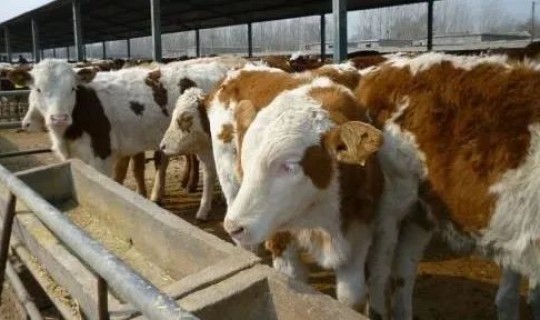 新冠无感染国家有补贴吗 养20头牛国家补贴多少