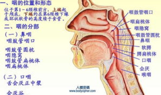 大连有疑似冠状病毒吗今天？咽口水喉咙疼是新型冠状病毒吗