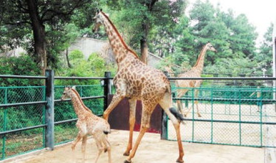 保定新出一例？保定动物园新址在什么地方