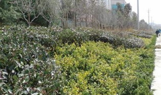 青岛城市绿化(青岛市城市绿化条例第一章)