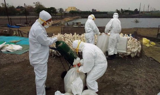 最近的疫情爆发，病毒疫情