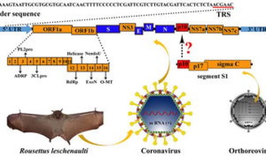 福建一例新型冠状病毒(冠状病毒哪一年发现的)