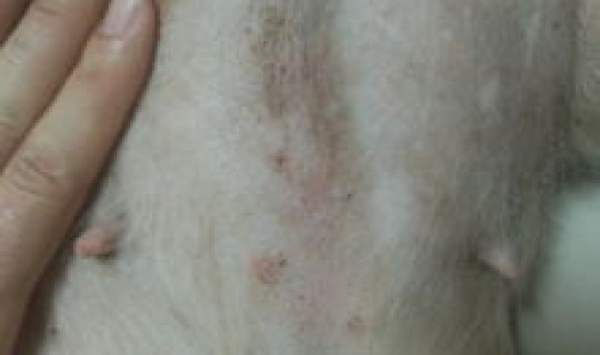 青岛出现无症状的地方在哪，梅毒的症状会出现在什么地方