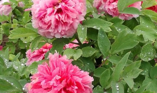 菏泽最近几天下雨情况(菏泽牡丹区天气预报15天)