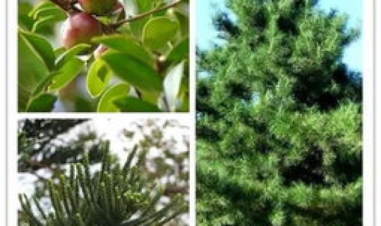 青岛常用绿化苗木树种，绿化苗木有哪些品种