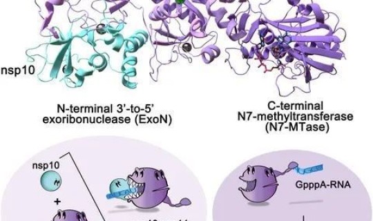 日本传来的病毒，最近传播的病毒叫什么