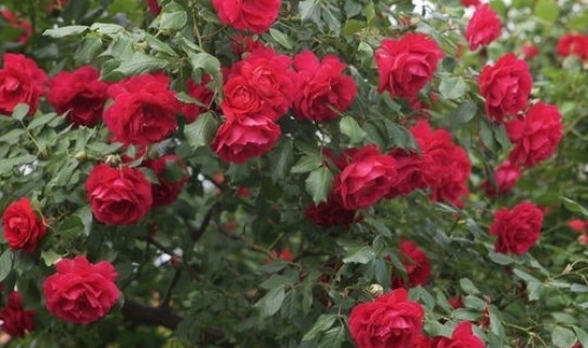 红玫瑰花店？黄玫瑰的花语是什么意思