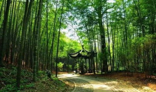 返景入深林复照青苔上的诗意(返景入深林复照青苔上什么意思)