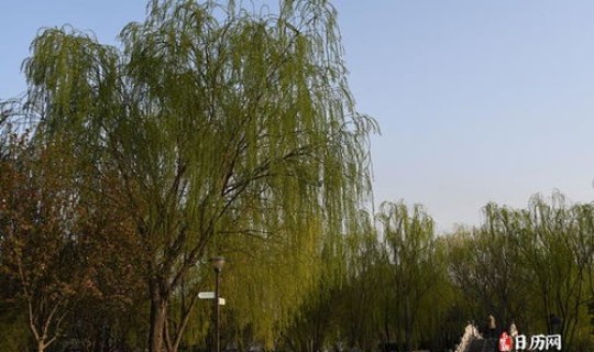 清明节 过路费 2021，2020年清明节免过路费吗