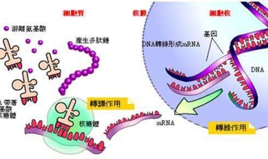 福建莆田新型冠状病毒，新型冠状病毒最新消息