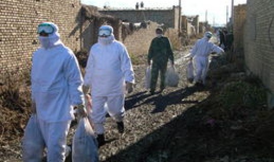 新疆的役情 新疆爆发禽流感