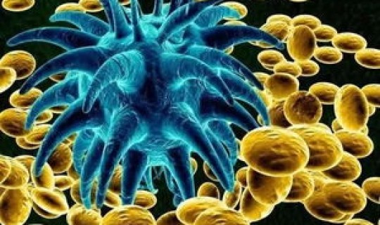 成都病毒感染情况(细菌感染和病毒感染)