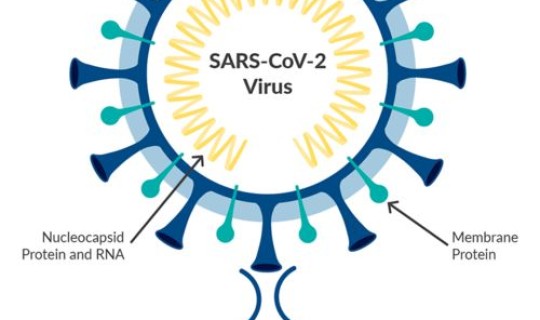 delta变异株流行的特点？Delta变异毒株