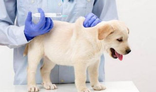 新疆新增新型冠状病毒最新消息 狗的冠状病毒是什么