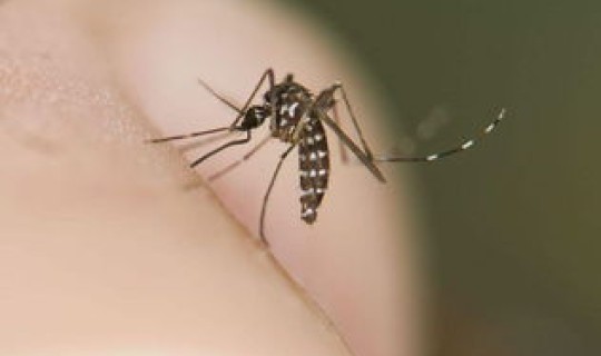 广州疫情蚊子严重吗？广州冬天有蚊子吗