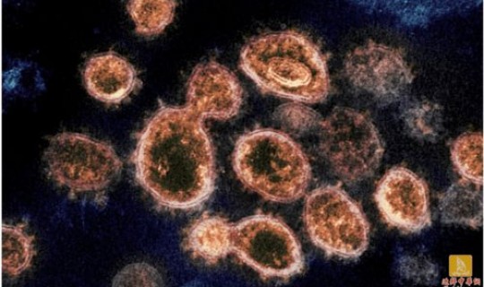 新冠病毒在哪里被消灭？新冠病毒是哪里传出来的