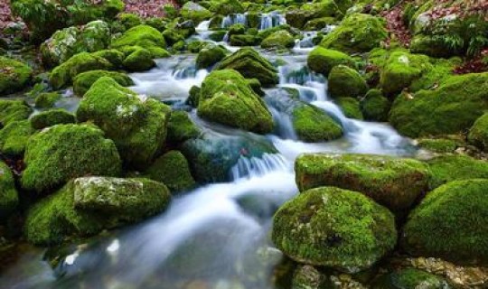 返景入深林复照青苔上解释 返景入深林