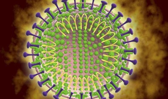 病毒是谁发明的	，冠状病毒是谁发明的