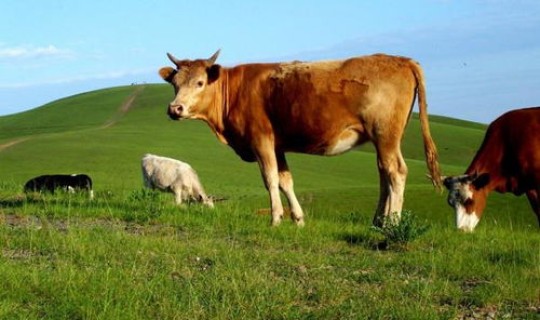 一头牛打一字(打一谜底打一字)