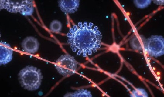 世卫公布新冠病毒源头 新冠病毒的源头究竟在何处