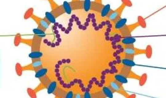 新冠病毒在哪里合成s蛋白 新冠病毒到底是从哪里来的