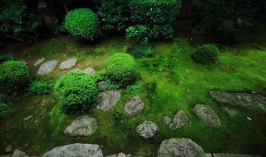 返景入深林复照青苔上上一句是什么(复照青苔上的下一句是什么)