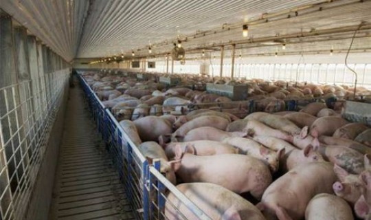 菲律宾疫情死亡人数多少 菲律宾疫情结束了吗