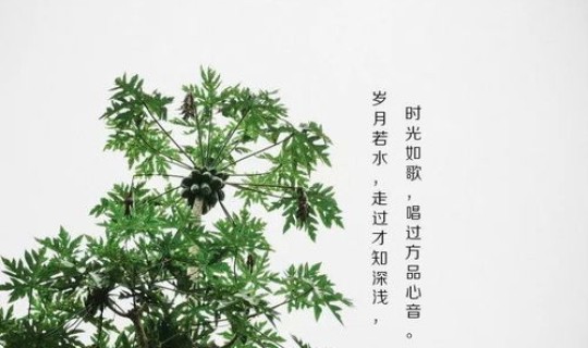 返景入深林复照青苔上是什么意思写出了什么(这两句话的意思是什么)