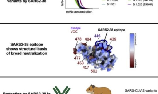 美国 超级抗体	，美国科学家发现对抗新冠超级抗体