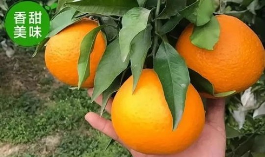 广州哪里摘橙?广州水果批发市场哪里便宜 广州哪里摘橙?广州水果批发市场哪里便宜