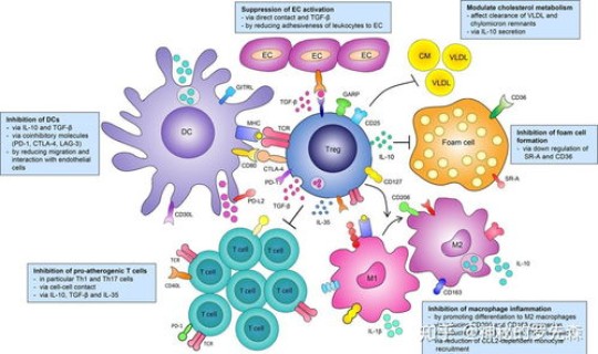 新型冠状病毒的无症状感染(无症状感染者有新型冠状病毒的症状吗)