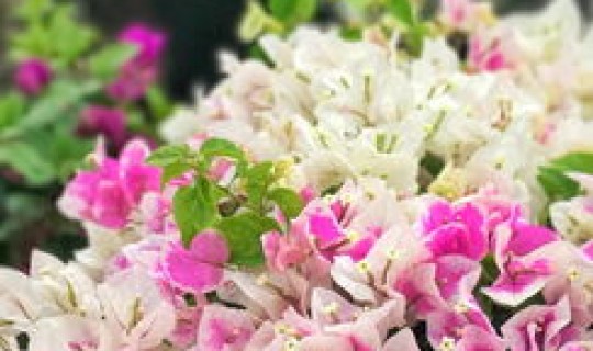 一家三口去三亚旅游5天花多少钱 大概需要花多少钱有哪些必去