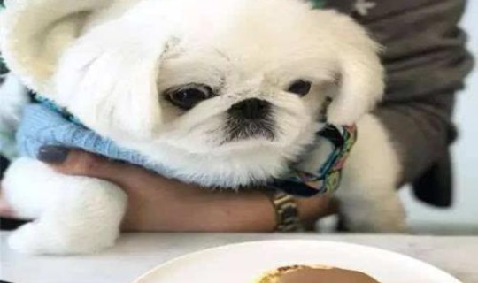 天津发现一例冠状病毒，狗狗冠状病毒会传染人吗