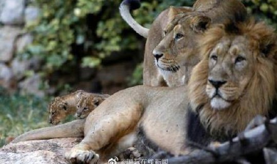 蒙古新冠 这些动物是如何被感染的