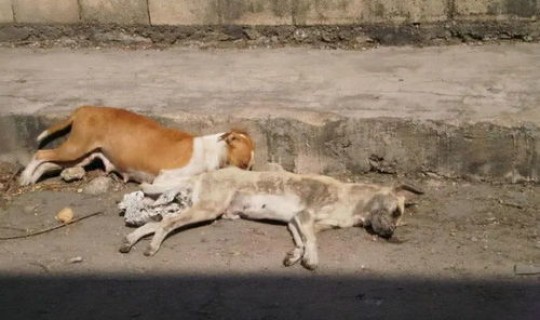 蒙古国 新冠？这些动物是如何被感染的